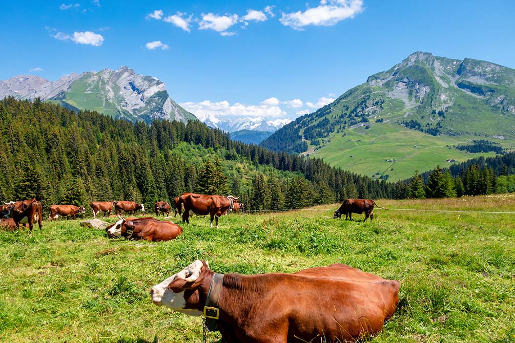 le charme de la savoie avec les montagnes du village vacances azureva de la clusaz les confins 