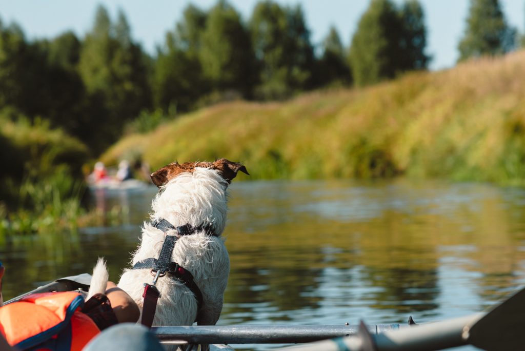 Village vacance longeville-sur-mer chien