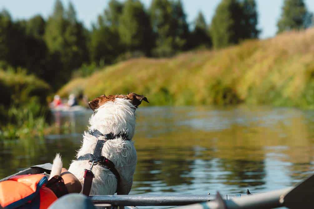 le chien au bord du lac du village vacances azureva longeville sur mer en vendee 