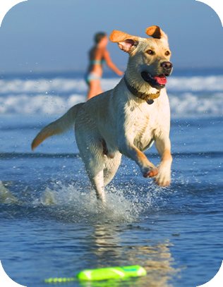 les vacances avec son chien